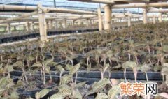 金线莲大棚种植方法 金线莲大棚里如何进行种植呢