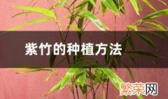 庭院紫竹的种植方法 需要怎么浇水呢