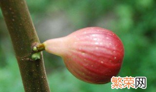 秋季无花果种植方法 秋季适合种植无花果吗