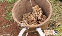 大棚姜种植管理方法 如何种植姜