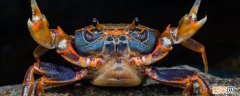 螃蟹的寿命最长能活多少年 螃蟹的寿命