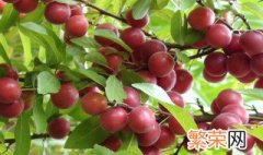 盆栽钙果的种植方法 盆栽钙果的具体种植方法