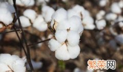 中国棉花产地 中国棉花产地介绍