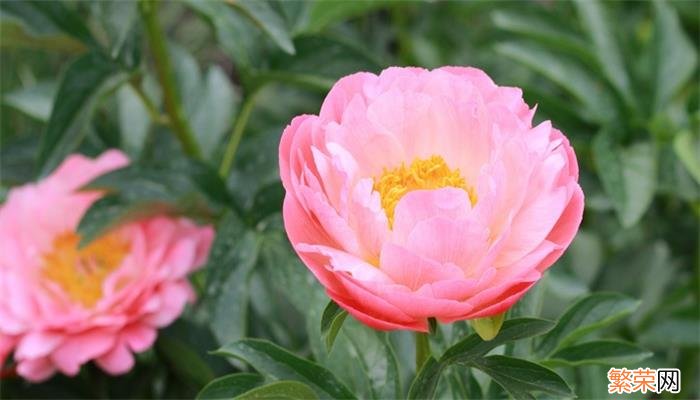 芍药花语 芍药的花语是什么