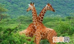 为什么长颈鹿的脖子特别长 为什么长颈鹿的脖子特别长?