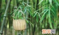 竹子种植方法 竹子如何种植