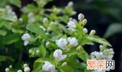 茉莉花修剪时间及技巧 茉莉花修剪时期和修剪方法