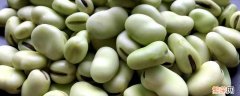 蚕豆是什么样的图片 蚕豆是什么