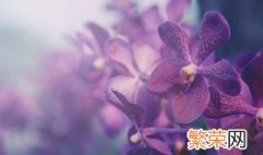 蕙兰和春兰的区别是什么 春兰和春蕙区别