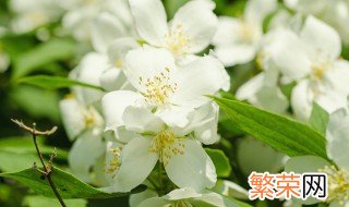 茉莉花寓意 茉莉花代表什么