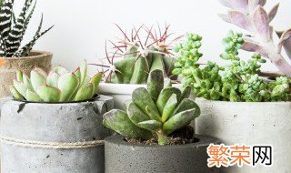 多肉植物怎么种植教程视频 多肉植物怎么种植教程