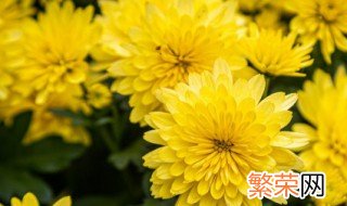 重阳节人们喜欢做什么 重阳节人们通常做什么