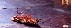 蟑螂会叫的像蟋蟀一样吗 蟋蟀跟蟑螂的区别