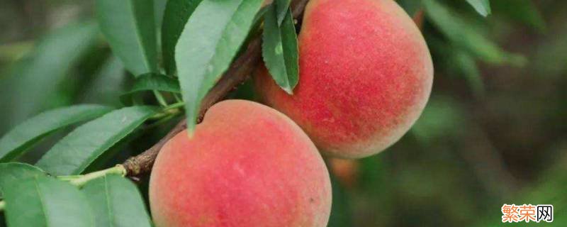 桃子几月份成熟 水蜜桃几月份成熟