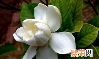 白花枝子花介绍 白子花是什么花