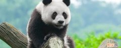 大熊猫几级保护动物? 大熊猫几级保护动物