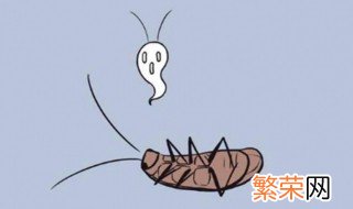 蟑螂防治最有效的方法是什么 消灭蟑螂的5种有效方法