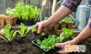 芸苔素和赤霉素有什么区别 芸苔素和赤霉素有什么区别图片