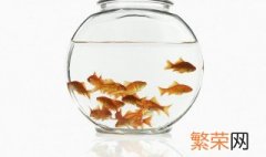 怎么才能把鱼缸水养好 怎样才能养好鱼缸的水