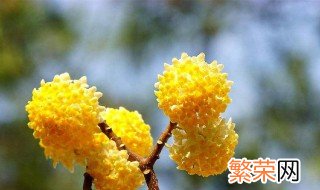 结香花的花语是什么 结香花的花语是什么意思