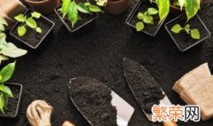 怎样才能把植物养好 如何养植物的小技巧