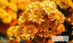 菊花花语—各种菊花的花语大全 菊花的花语是什么你还知道哪些花的花语