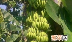 香蕉根是什么颜色 香蕉根是什么