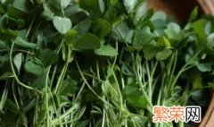 草籽菜学名 草籽菜是什么