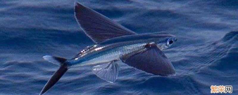 海洋中是否存在会飞的鱼 海洋中什么会飞的鱼存不存在会飞的鱼