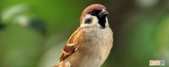 麻雀是几级保护动物 麻雀是国家几级保护动物吗