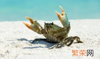 螃蟹怎么长时间保存才新鲜 螃蟹长时间保存新鲜的方法