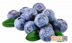 蓝莓盆栽养殖方法和注意事项 蓝莓的种植方法和注意事项