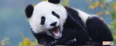 熊猫是属于野兽类吗 熊猫属于兽类吗