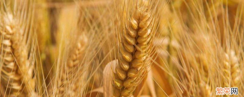 小麦千粒重一般是多少克 一般小麦千粒重多少克?