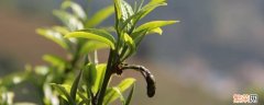 临沧茶区有哪些山头 临沧茶区有哪些山头生茶