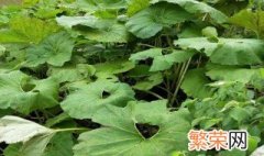 山露种植方法 园林植物露地栽培