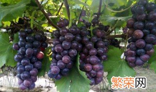 夏黑葡萄品种介绍 夏黑葡萄品种简介