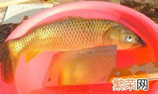黄河鲤鱼和普通鲤鱼的区别胡须 黄河鲤鱼和普通鲤鱼的区别