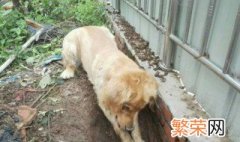 狗刨地是什么意思 幼犬刨地是什么意思