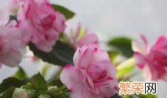 家里养水梅花好不好 家里养水梅花好不好养