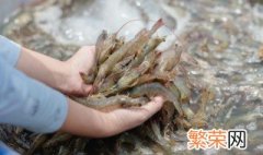 活虾放在水里能活多久 活虾放水里多久不死