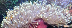 海葵是腔肠动物还是软体动物 海葵是腔肠动物吗
