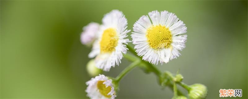 小雏菊的花语 小雏菊的花语是什么