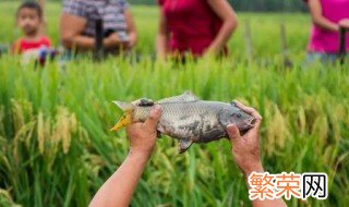 稻花鱼养殖方法 什么时候开始放养呢