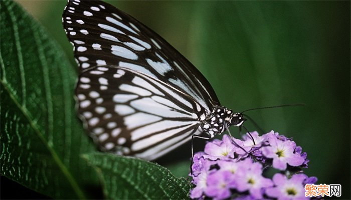 蝴蝶的生长经历了哪四个阶段 蝴蝶的生长经历了哪些阶段
