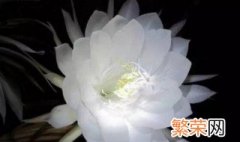 昙花的花语和象征意义是啥 昙花的花语是什么