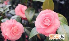 盆栽山茶花怎样养护 盆栽山茶花怎样养护和浇水