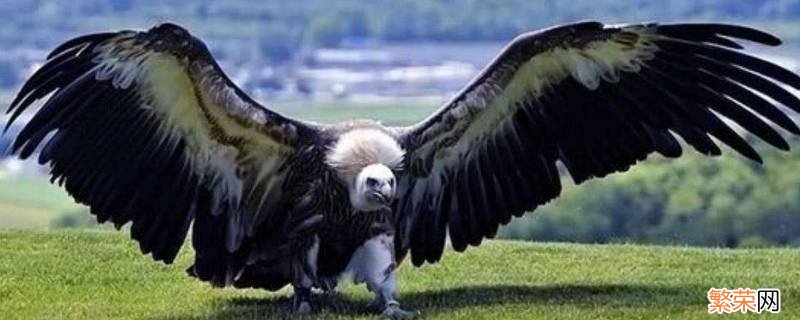 阿根廷巨鹰有多大 阿根廷巨鹰有多长