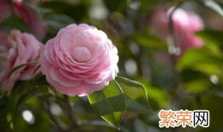 山茶花怎样地栽 山茶花怎么栽