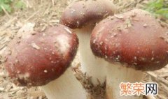 蘑菇的种植方法 蘑菇如何种植